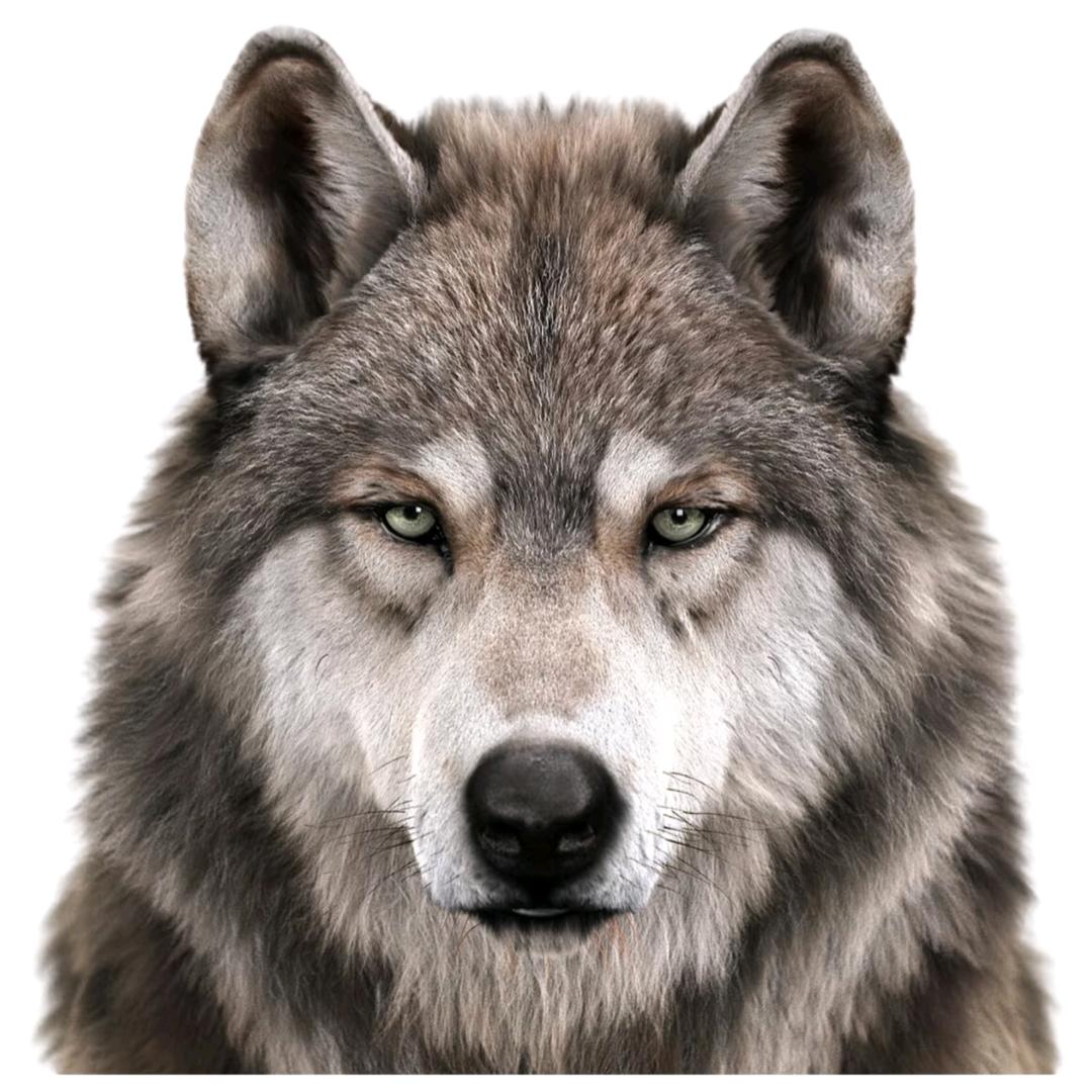 不会唱歌的音乐盒