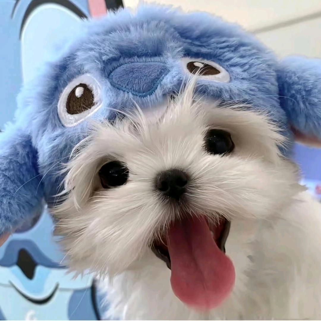 🪿不吃菇