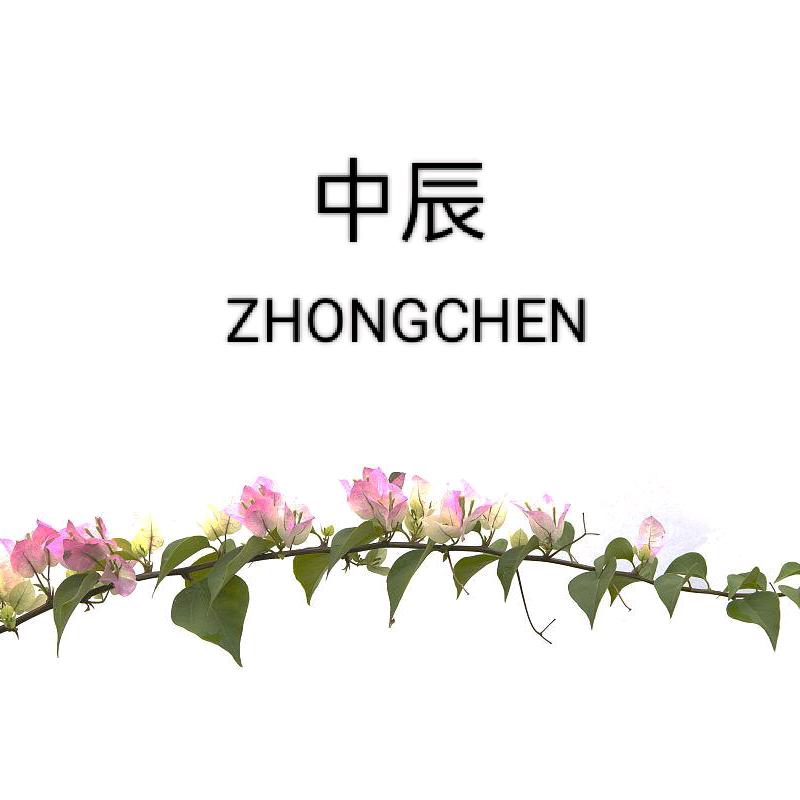 中辰三角梅