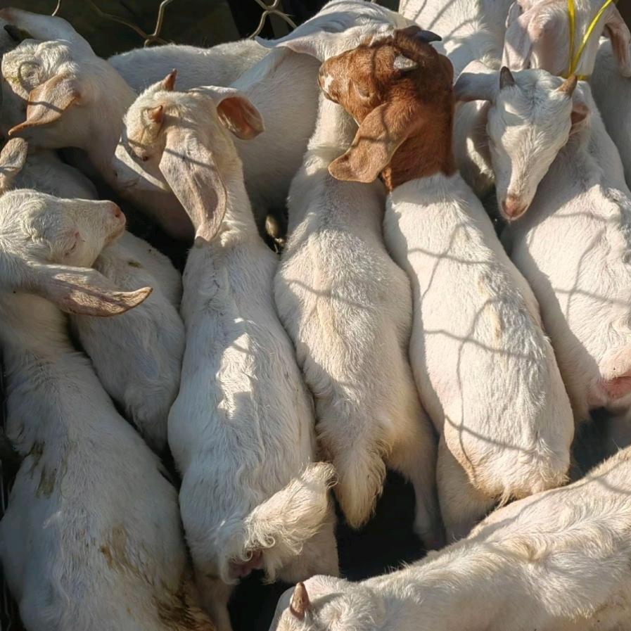 王老二鲜羊肉（郓城）