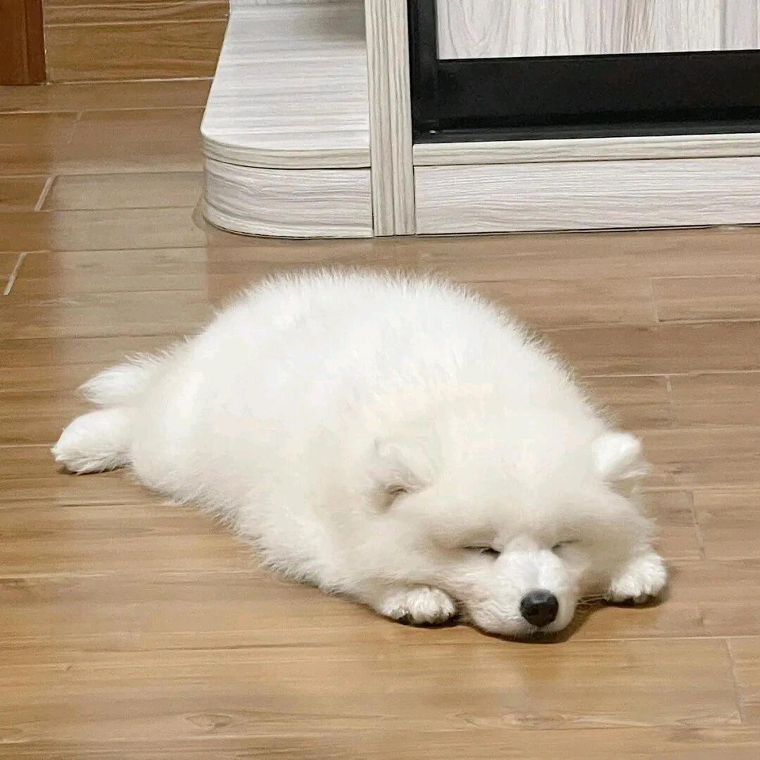 毒柚子头像