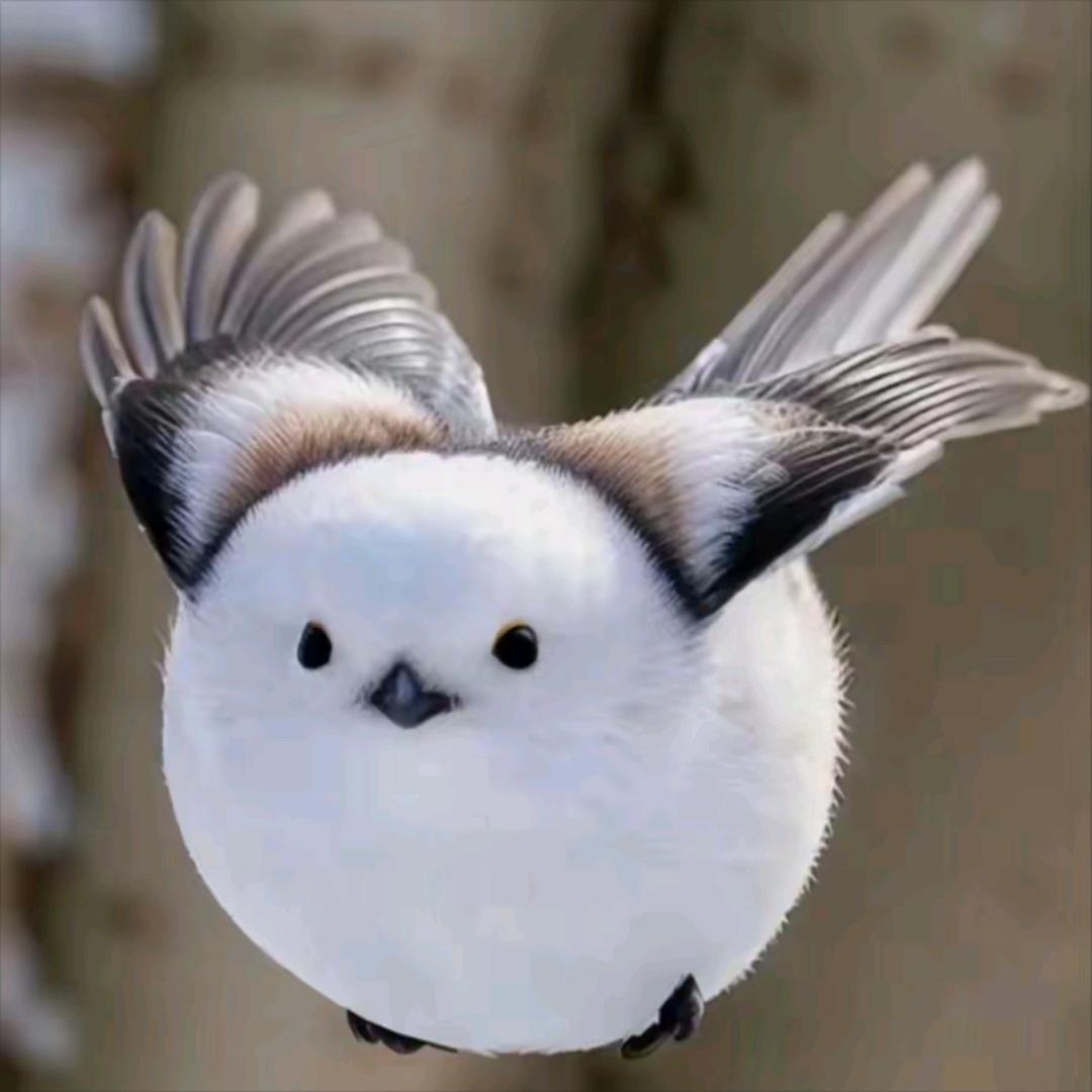 陈师傅园艺