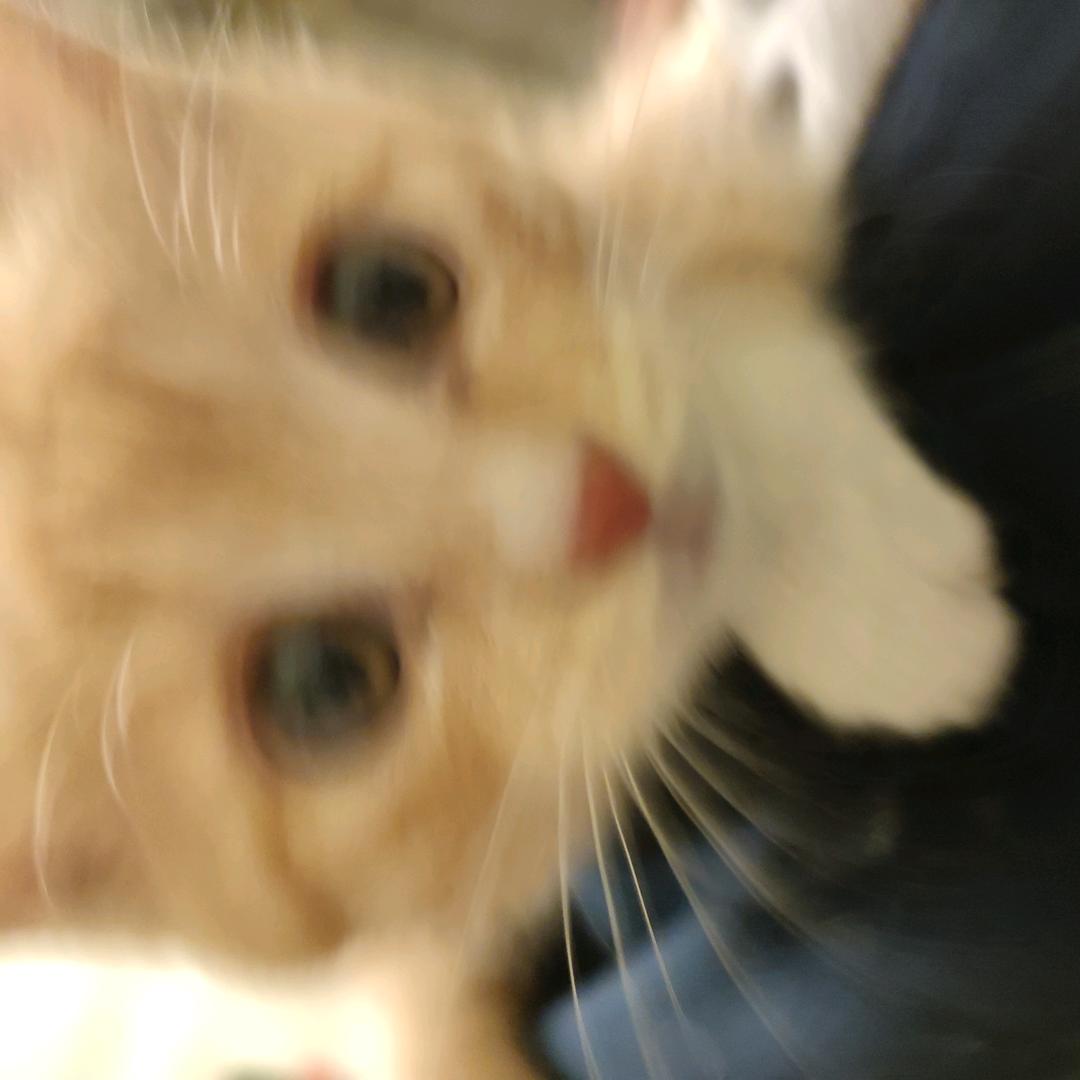 嘉冬