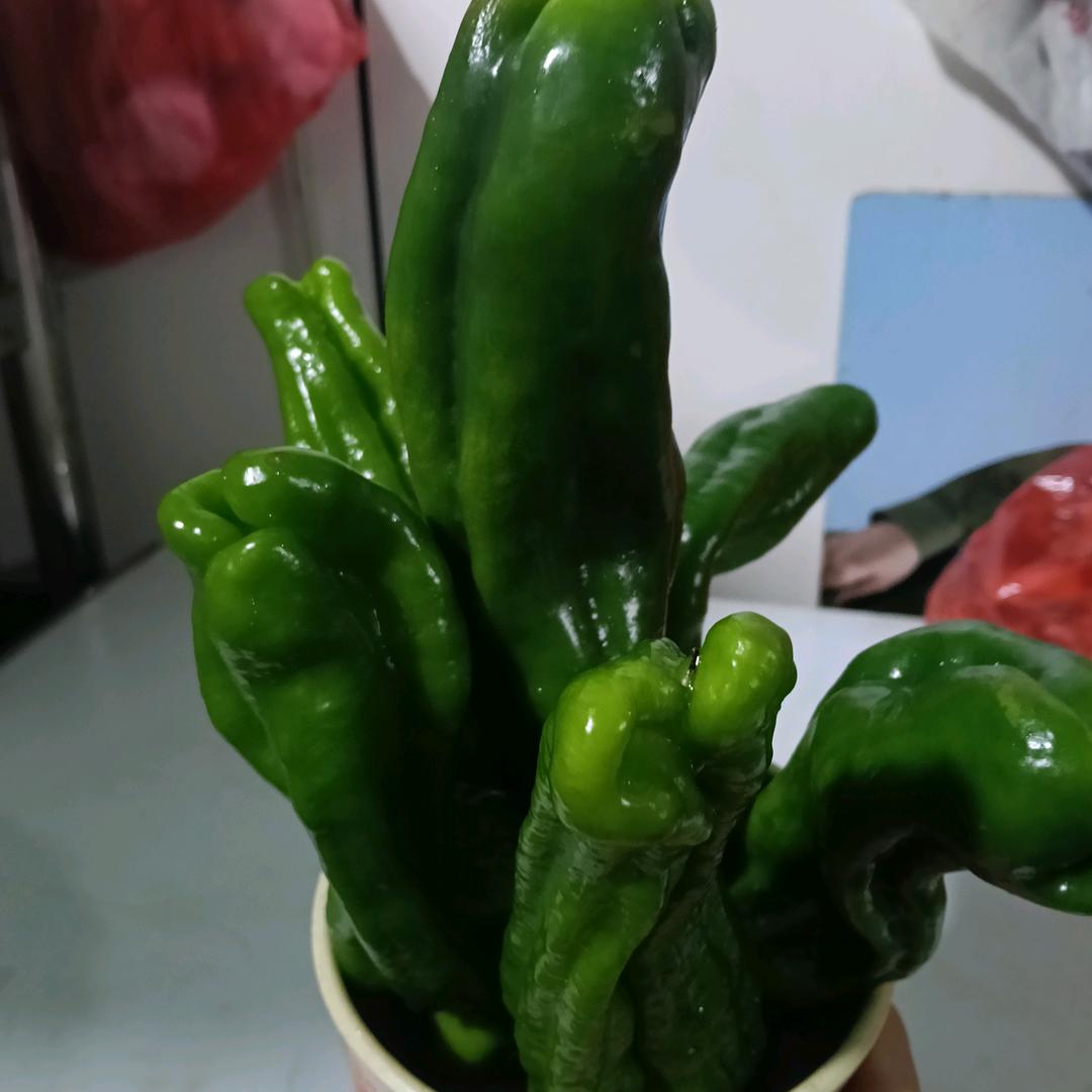 怎么开心怎么来玩每一天