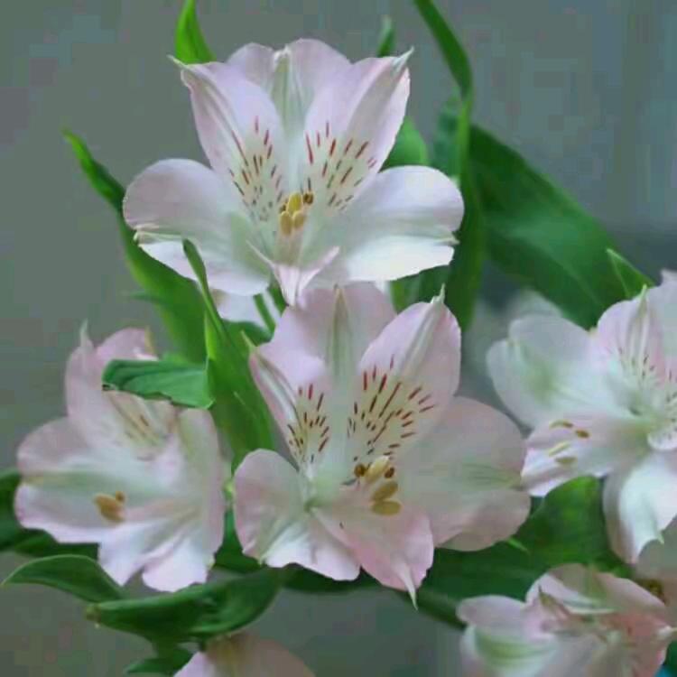 白龙王哥单身说媒