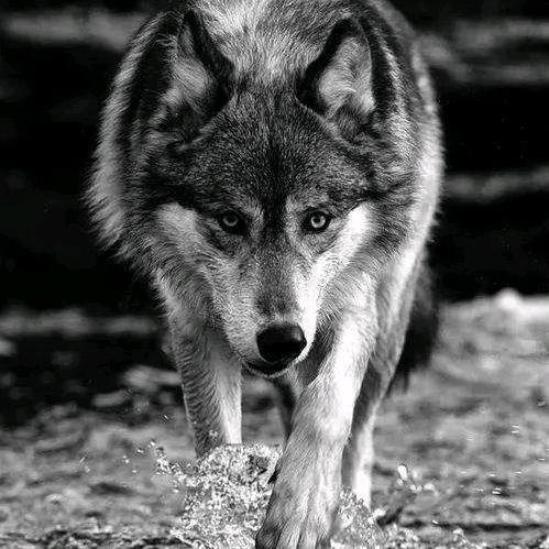 狼性天下🐺