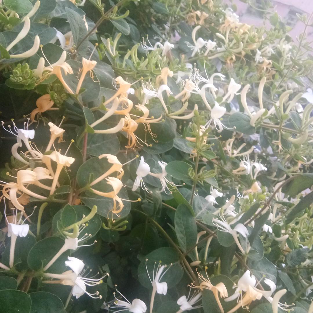 雄关漫道真如铁，而今迈步从头越