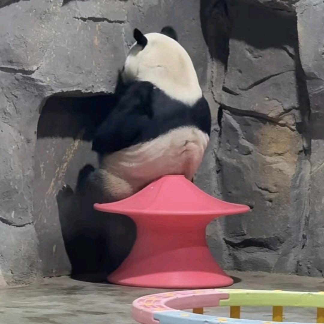 时遇大大