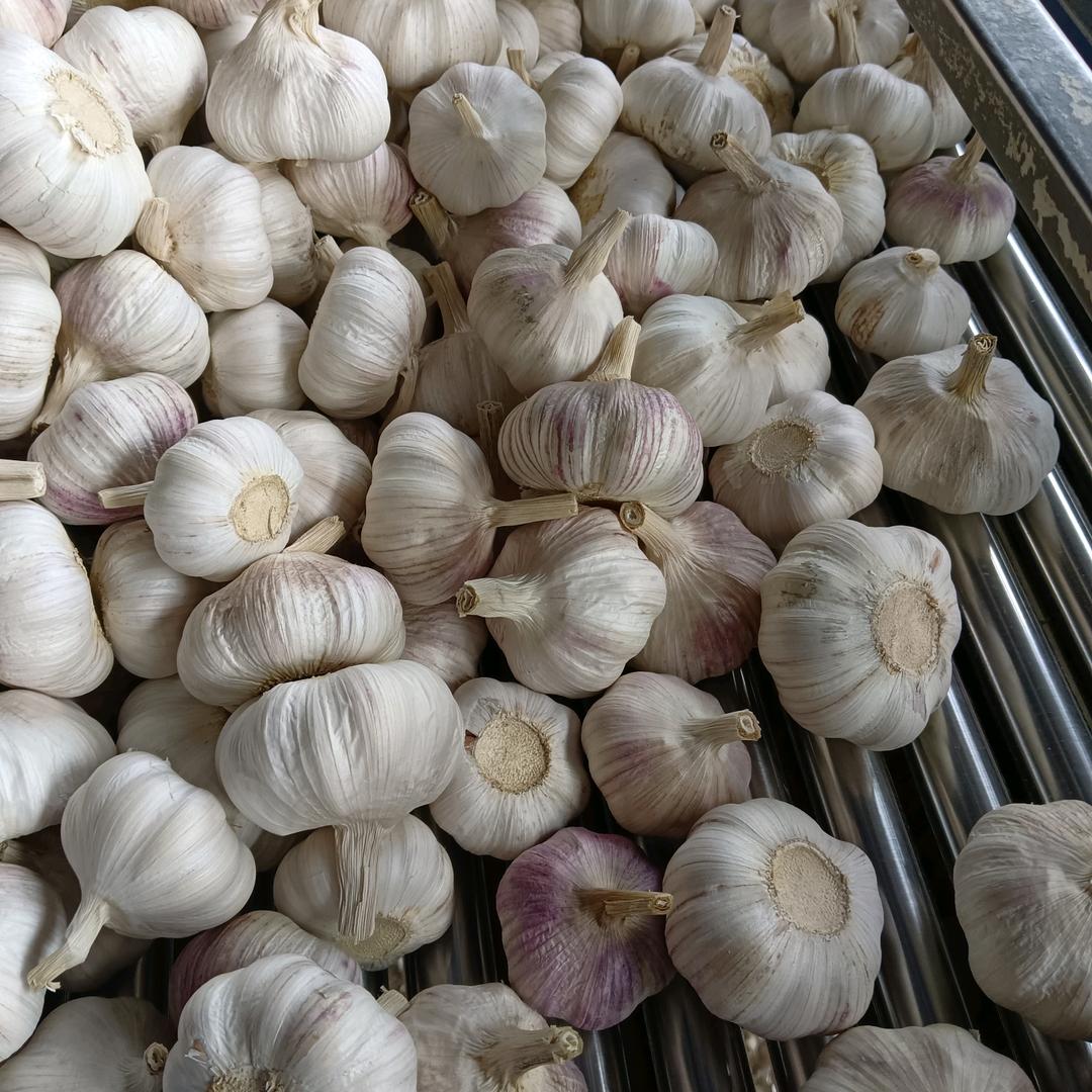丰收的季节