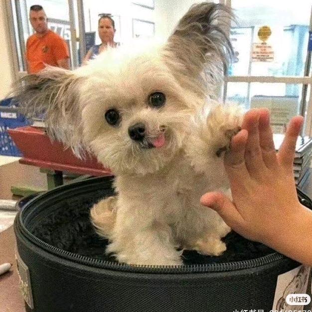 捞不到月