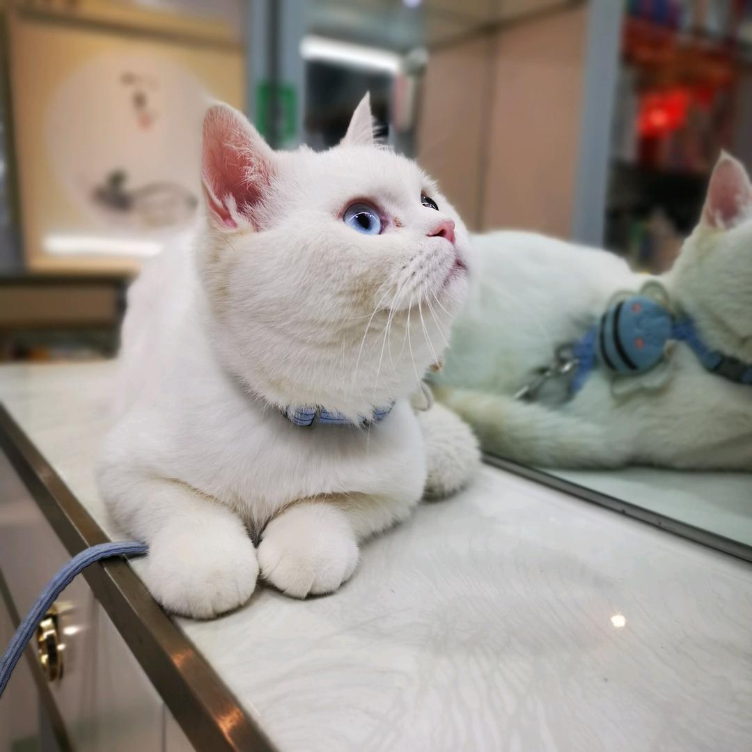 小板栗