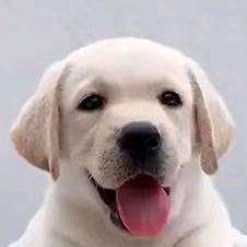 @拉布拉多西西