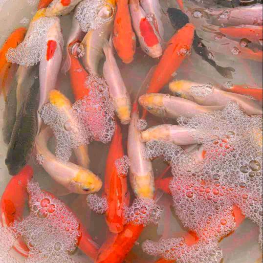 军哥鱼苗🐠🐠🐠