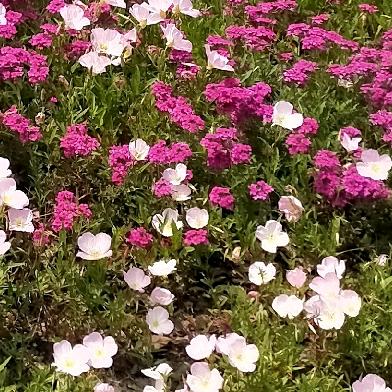 🌺花开富贵🌺