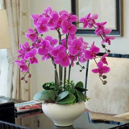 晶丽花卉