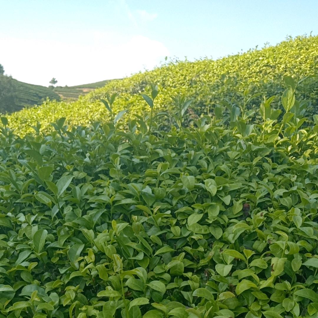 枫叶林