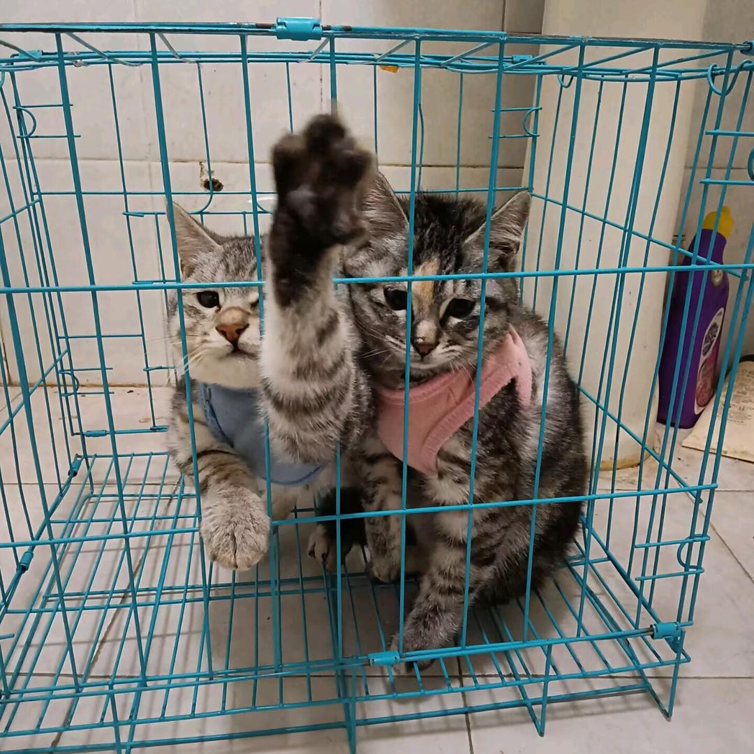 庆妹