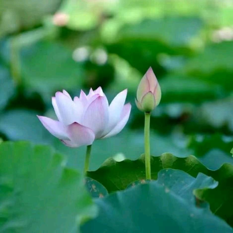 小嘟嘟