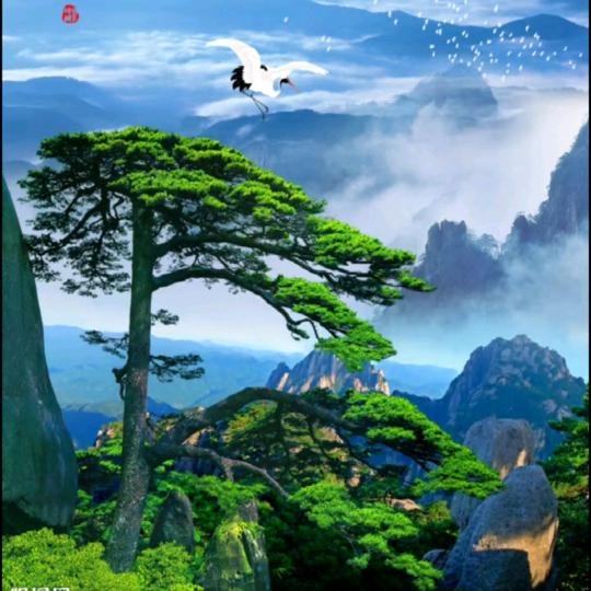 青松（小号）