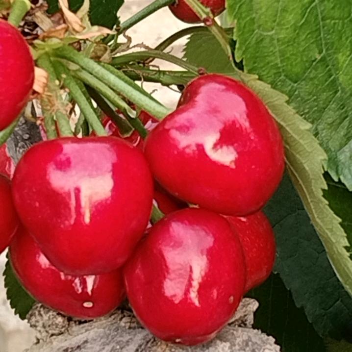 大连大姚特色水果供应链