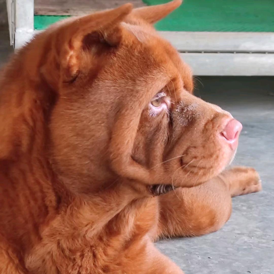 🚬🥀⃟放手搏༒天下ഒᩚ