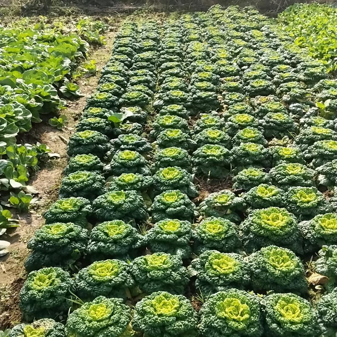 小黄蜂家政青岛店