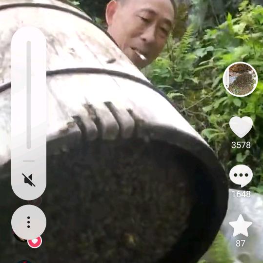 万术中蜂—毛万术