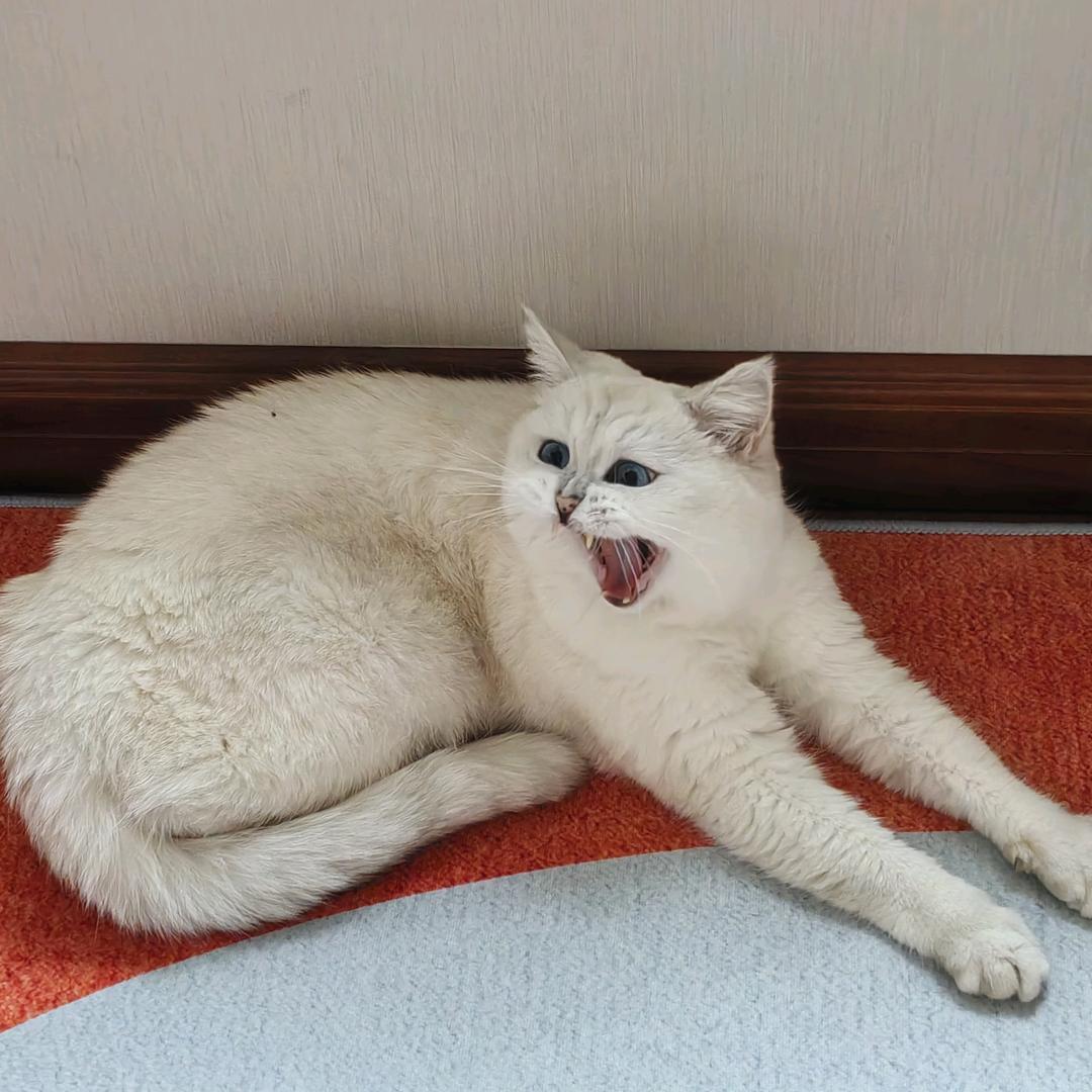 家有一只多多猫