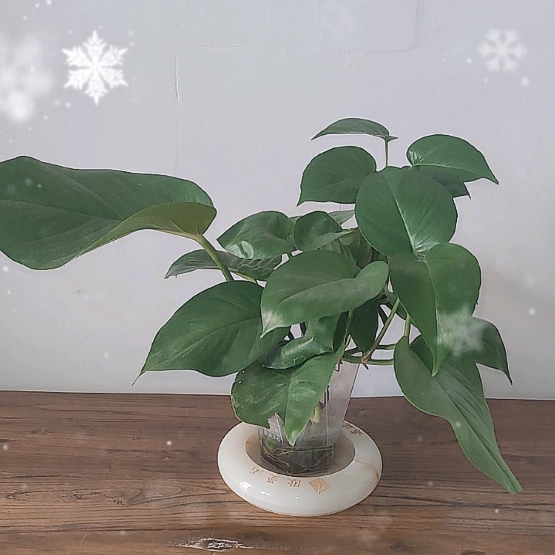 蒙姐