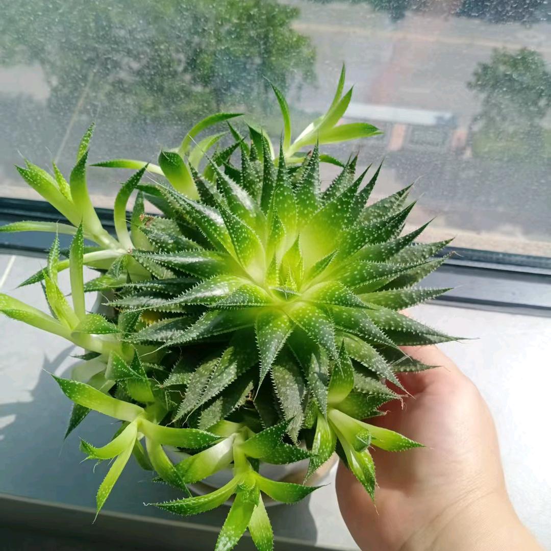 ღ᭄ꦿ꯭ 戒不掉の꧔ꦿ℘ 泪 ღ᭄ꦿ