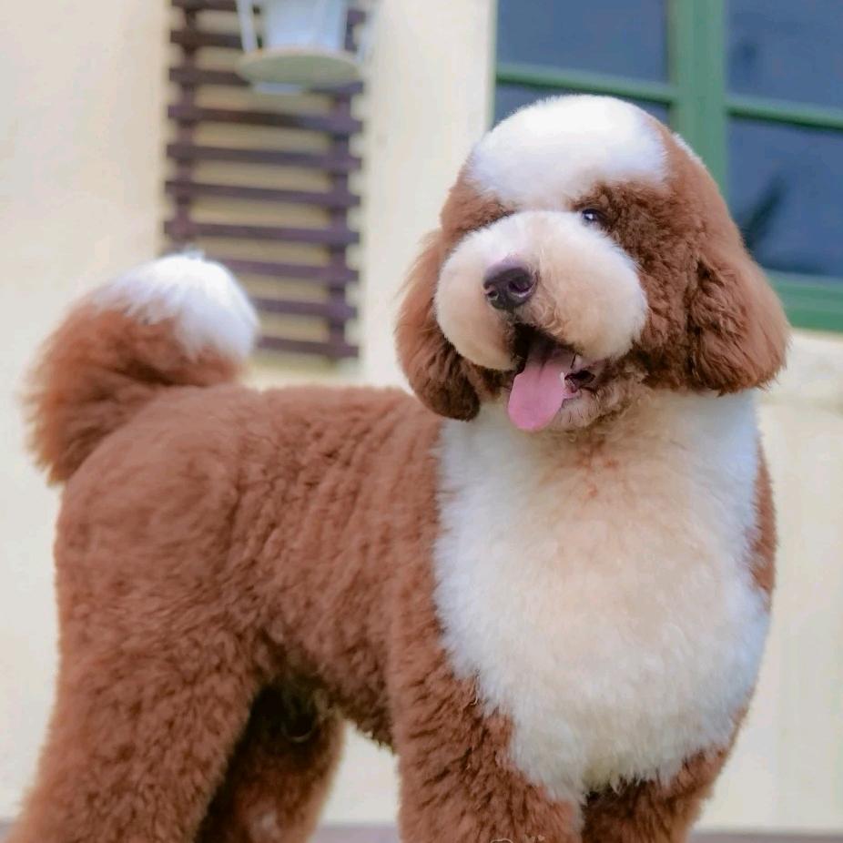 绥化巨贵犬繁育基地