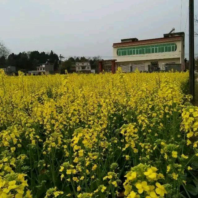 天天开心