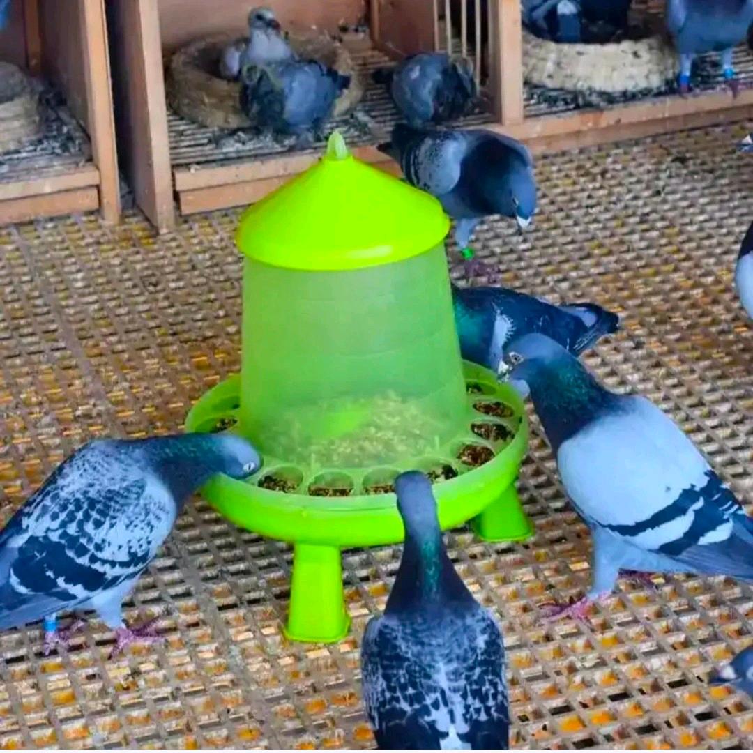 搜鸽天下（高端天落）