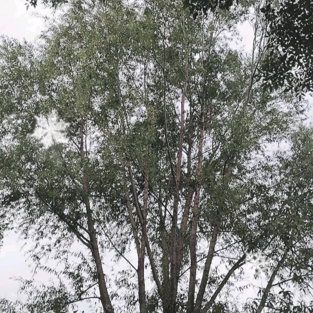大树哥