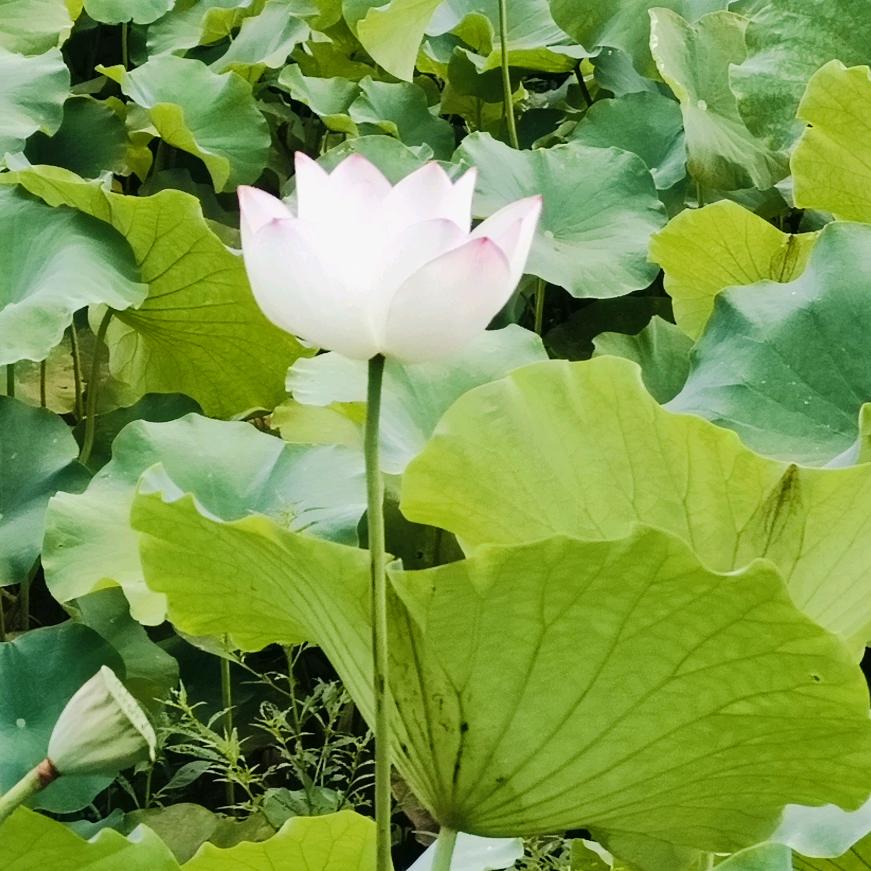 10466ꦋ黄*桃+罐头@