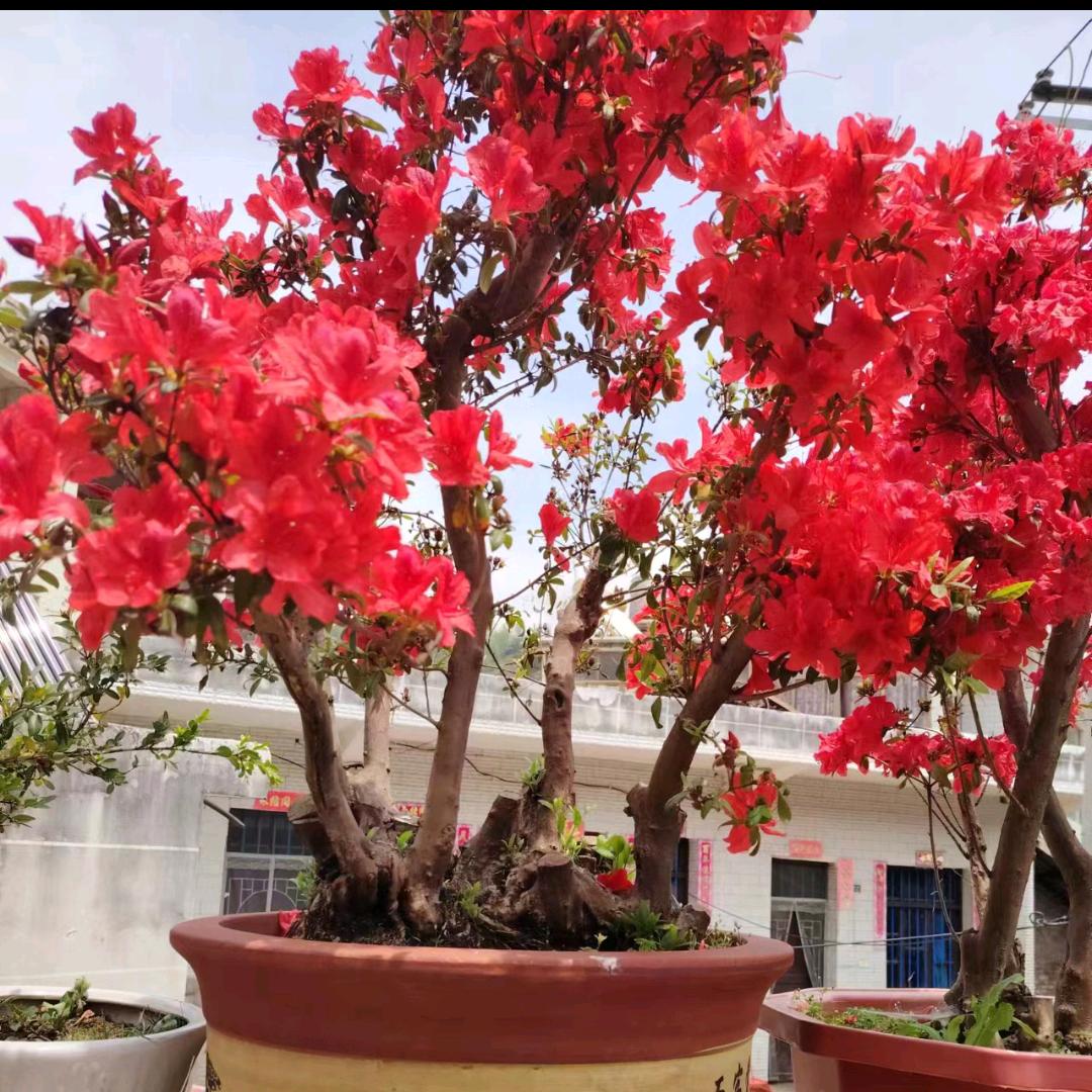 思念。