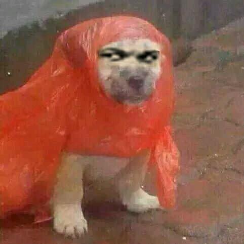 •᷄ࡇ•᷅•᷄ࡇ•᷅