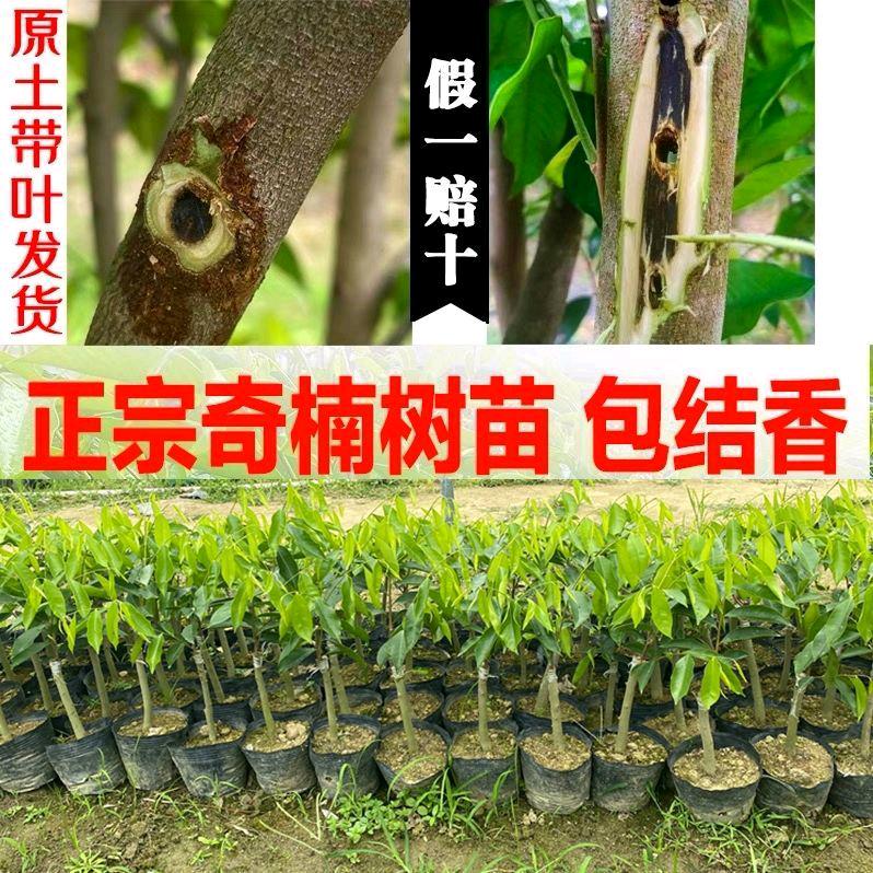 香满园苗木基地