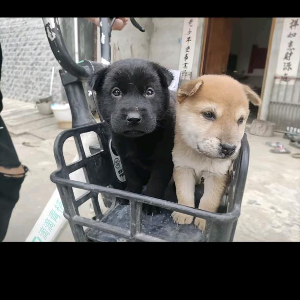 搞藕的涛哥