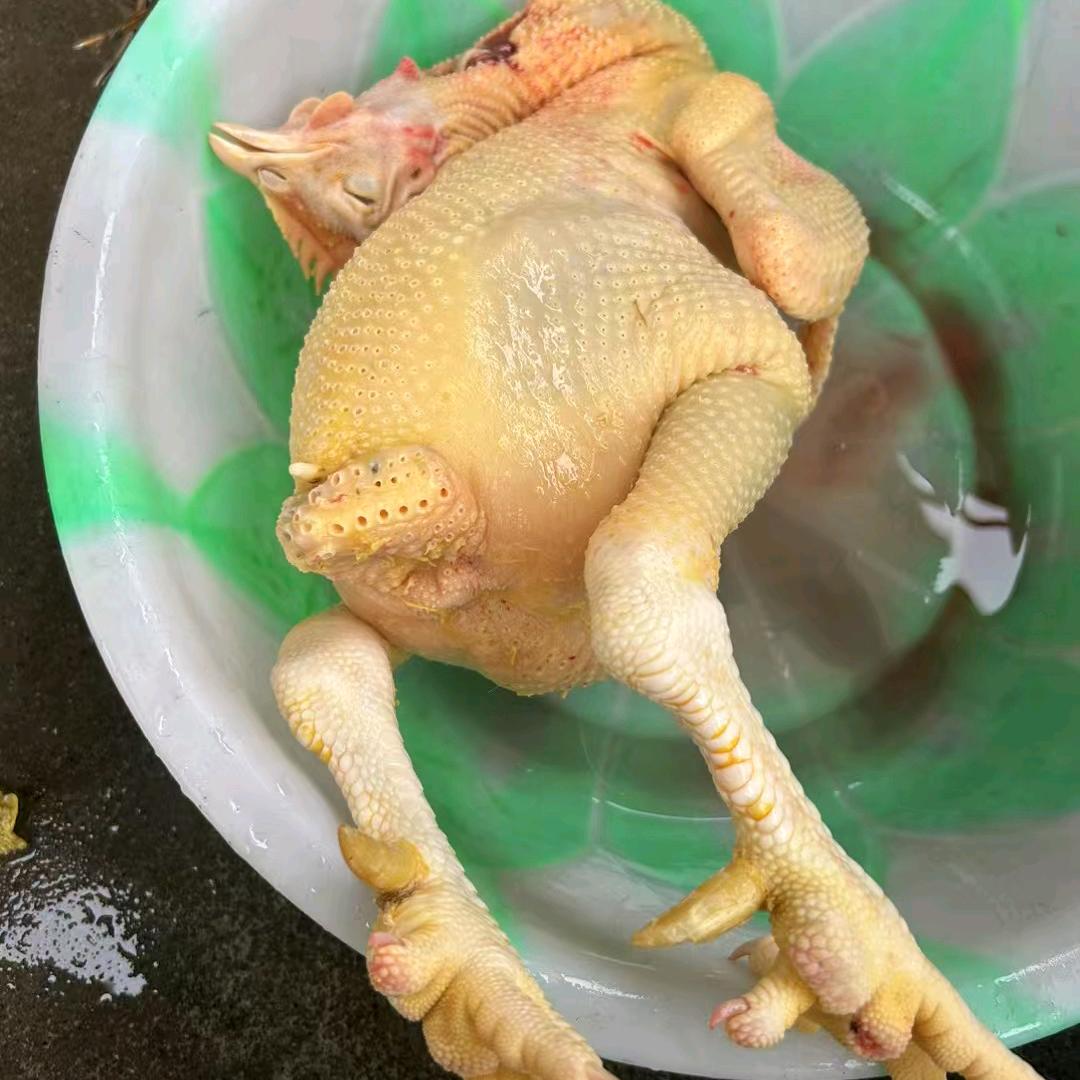 马山玉米鸡