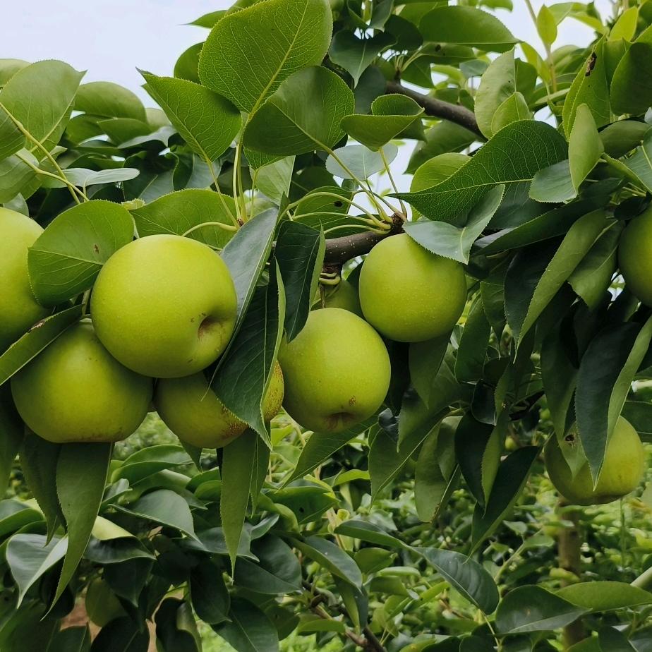 果味浓鲜果铺子