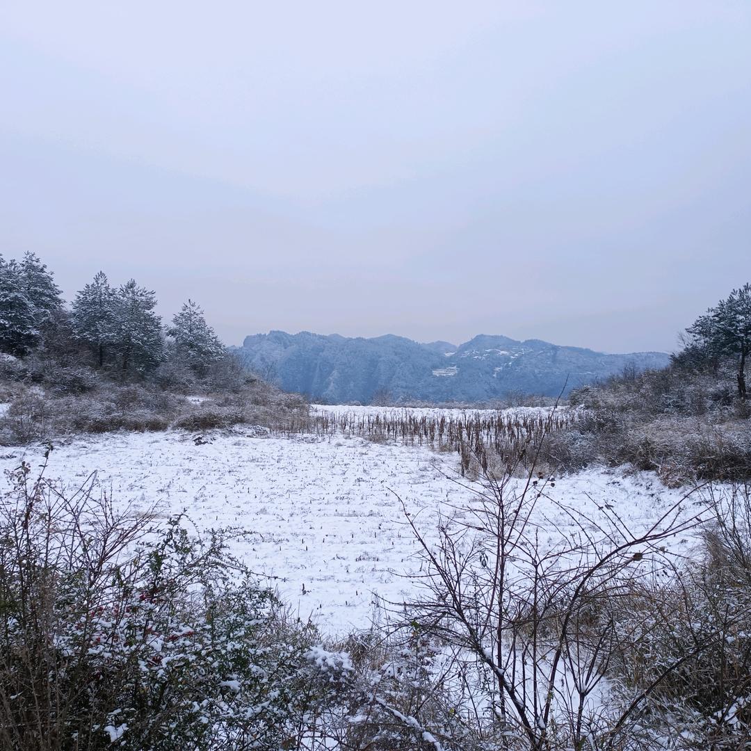 林苏