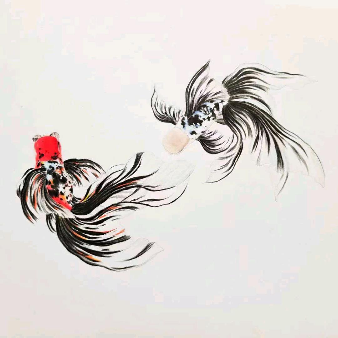 晨曦水族