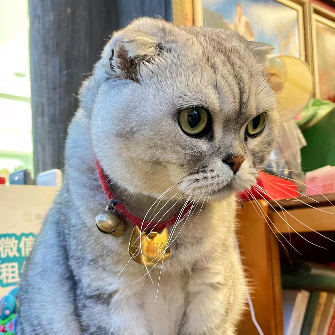 是小胖子呀
