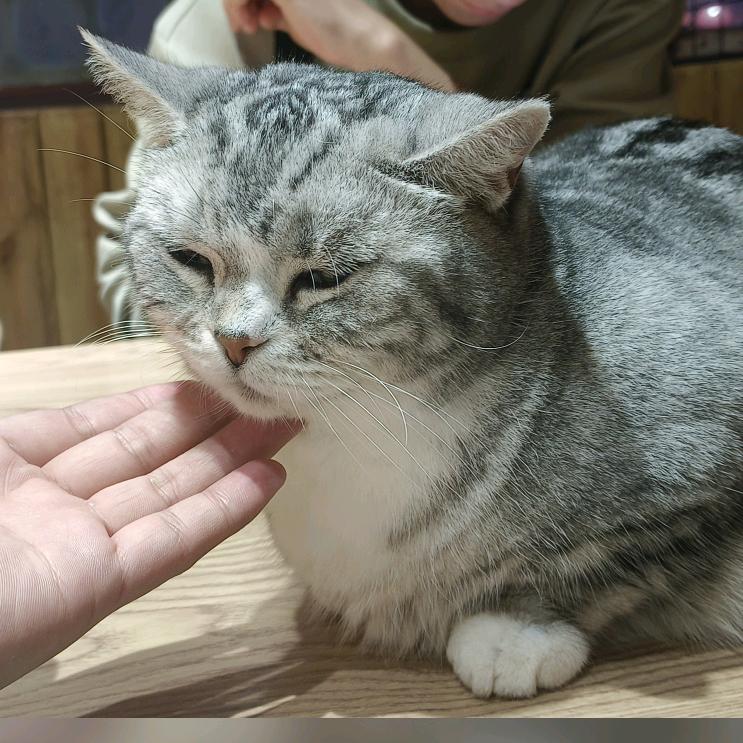 魈
