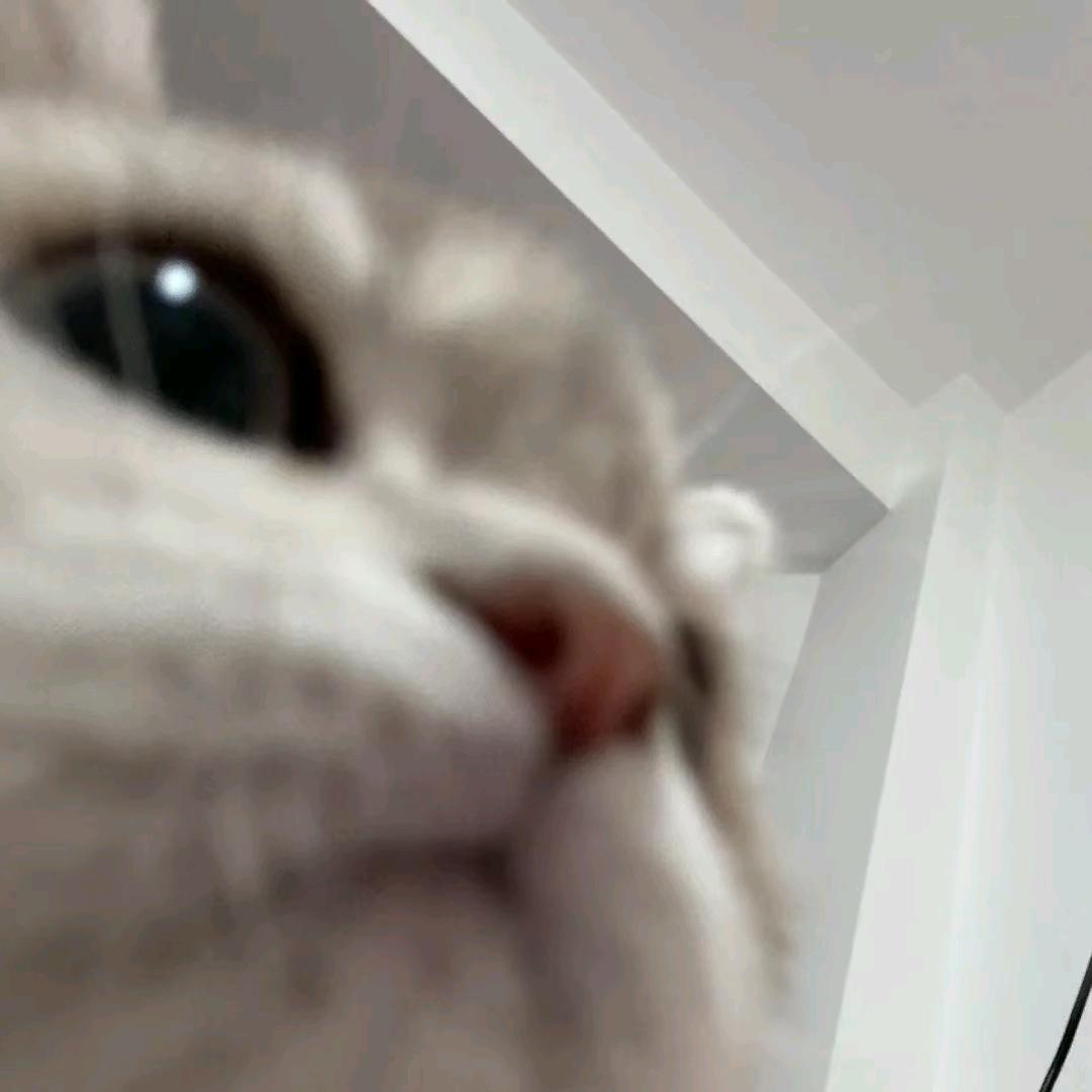 🐾