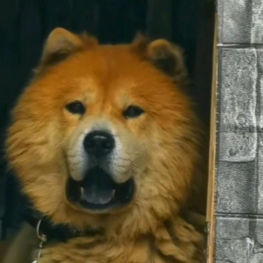 晋南田园犬阁