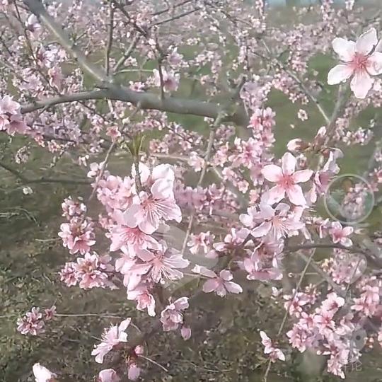 🥀梦ঞᩚ忆࿐流年🌿