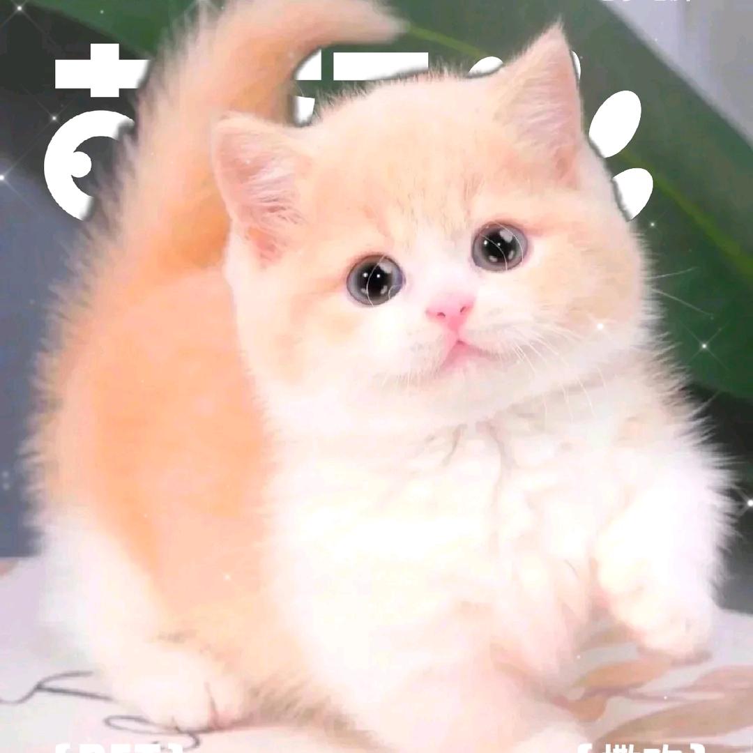 ღ̶ꦿ貓猫꧔ꦿ℘