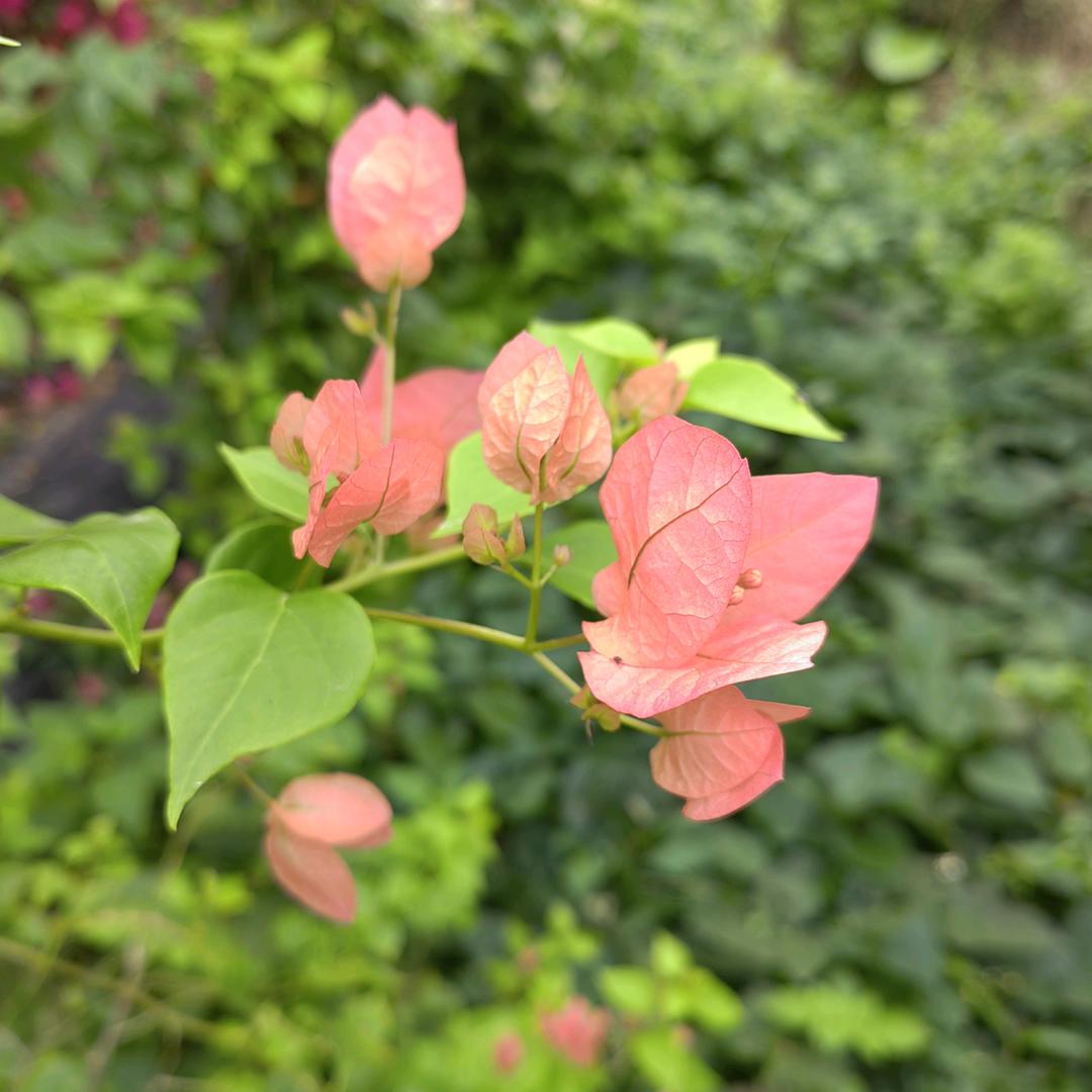 吾乃长衫造纸农